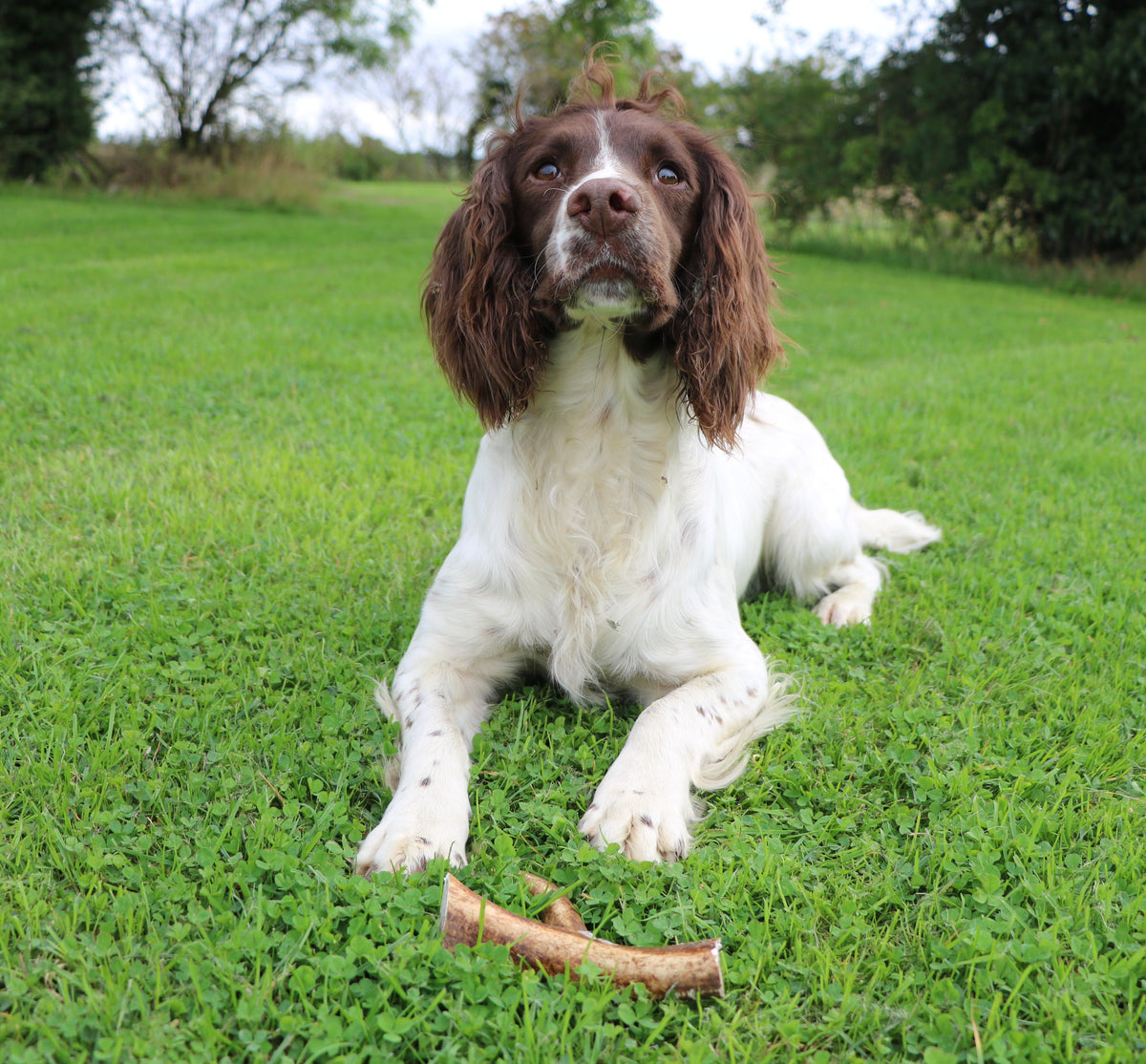 Natural Deer Antler Dog Chew