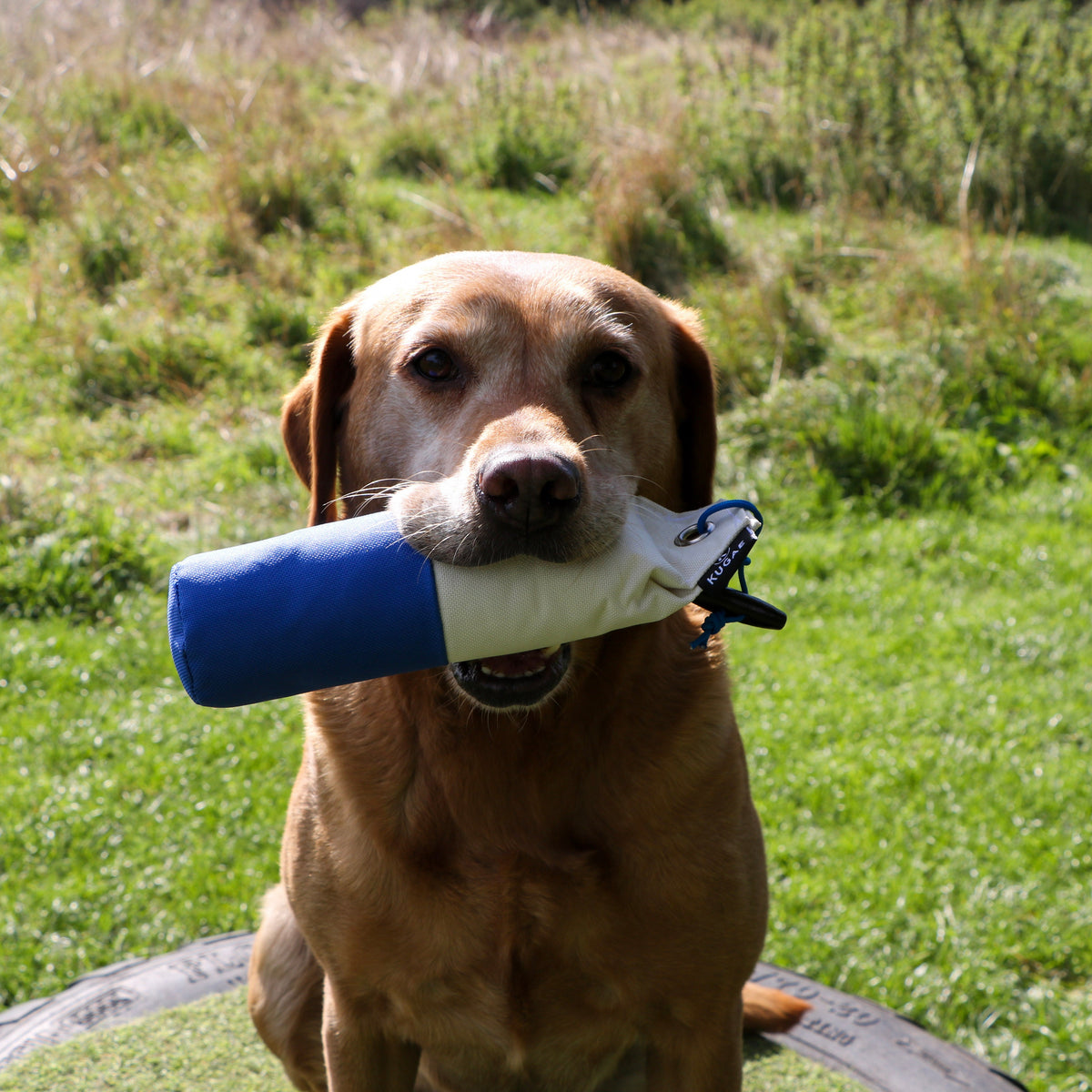 Kugae Marker Dummy