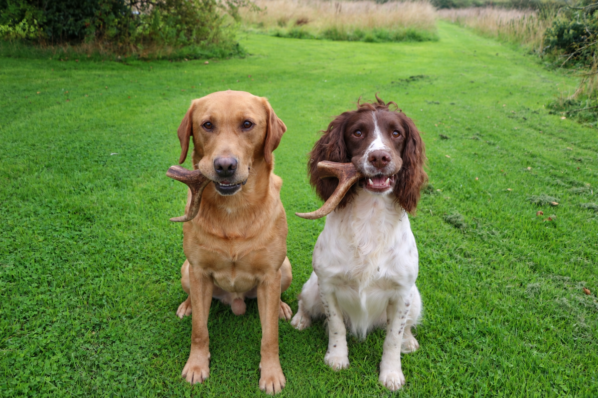 Natural Deer Antler Dog Chew
