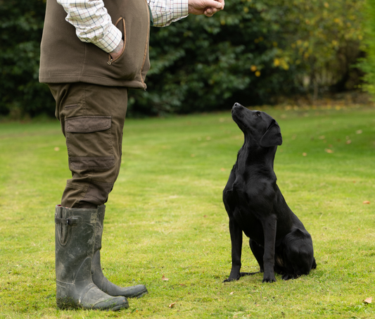Initial Dog Training Assessment