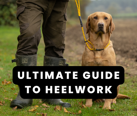 Heel Training for Gundogs – A Step-By-Step Guide