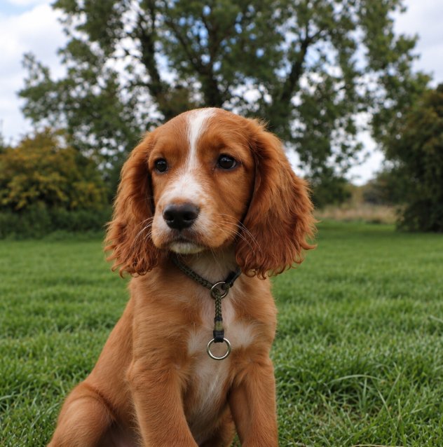 Kugae Long Lead & Training Collar Pack