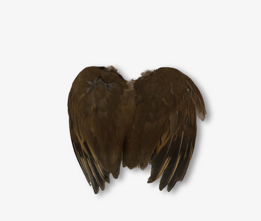 Air Dried French Partridge Wings image 0