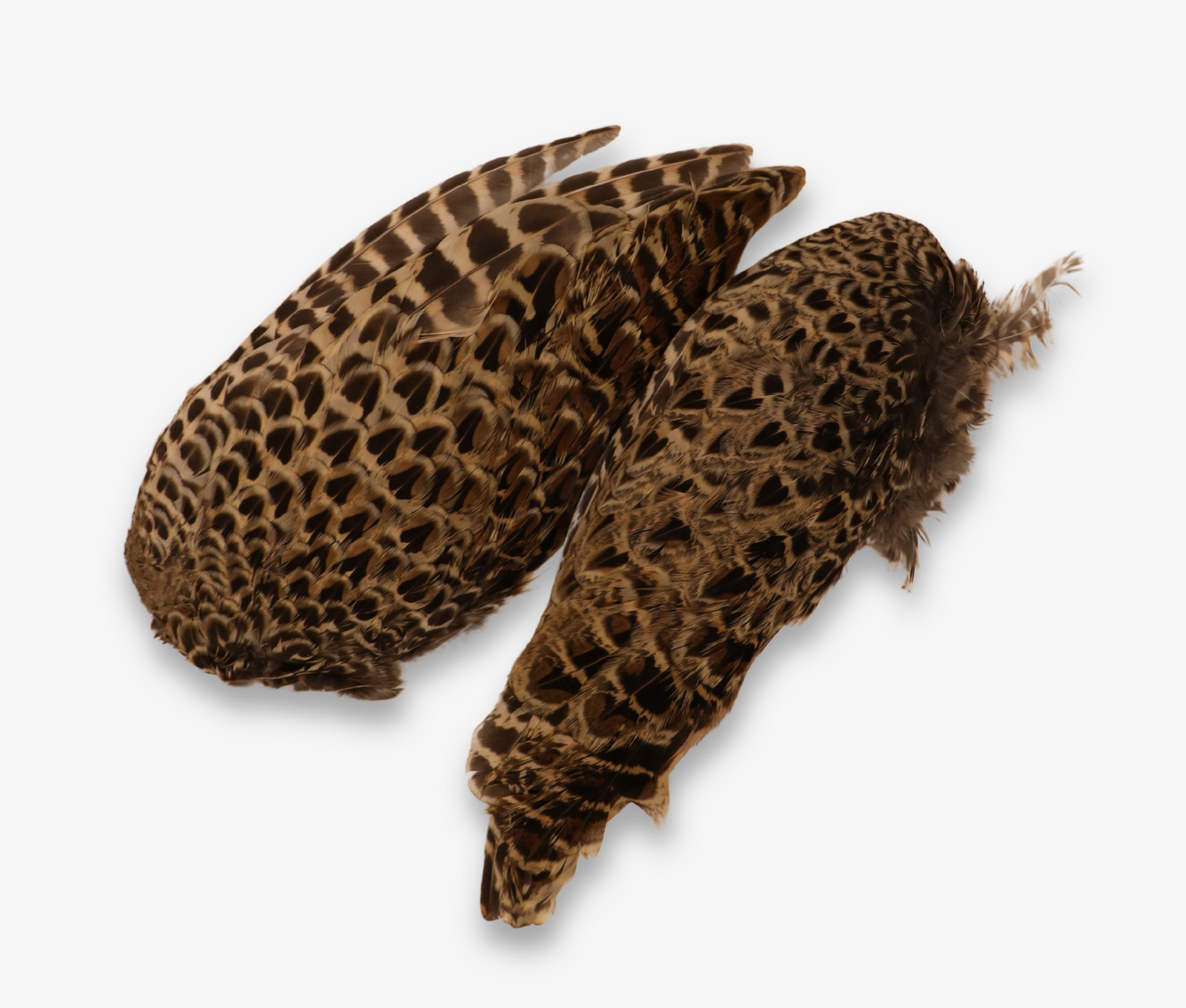 Air Dried Hen Pheasant Wings image 0