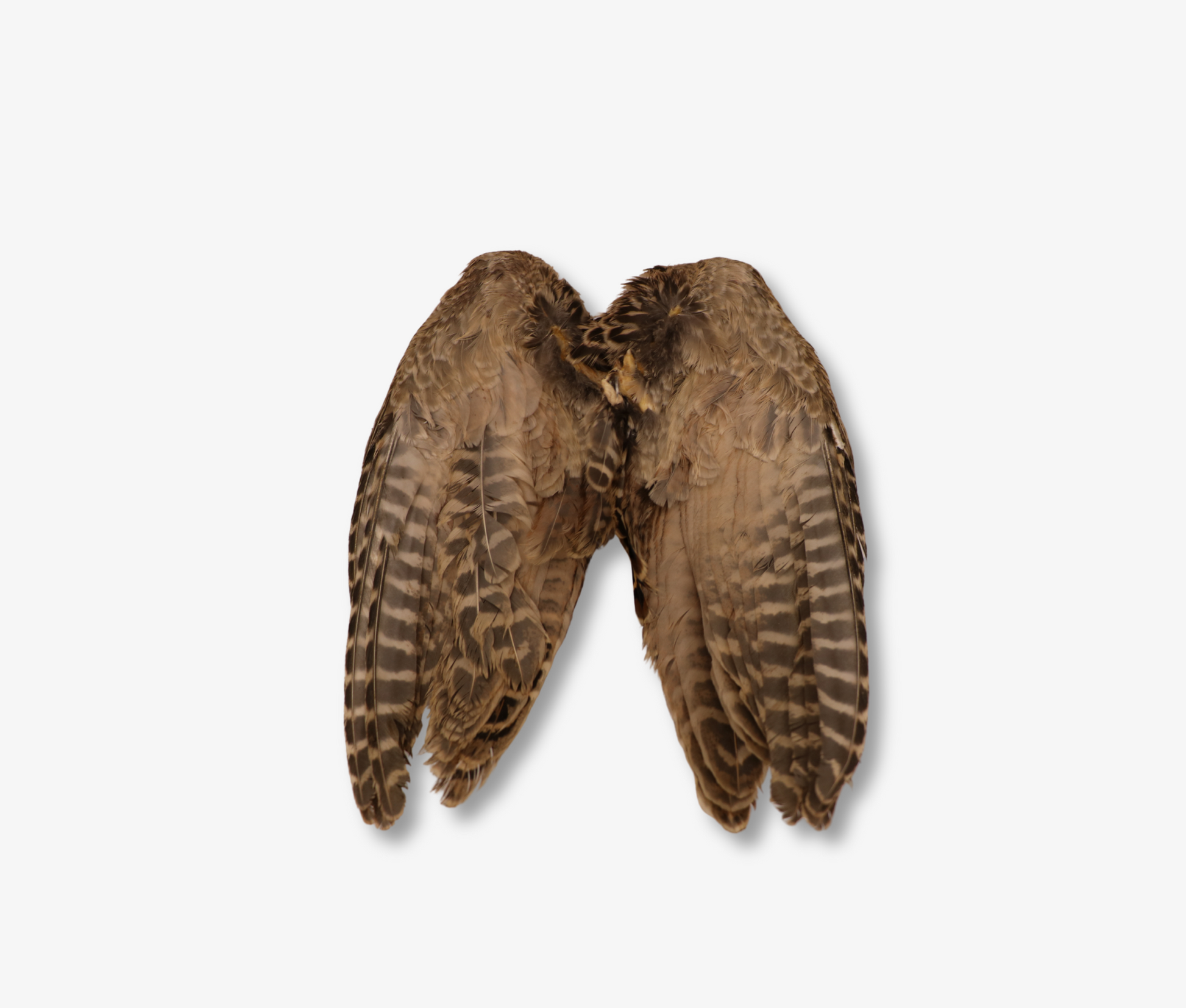 Air Dried Hen Pheasant Wings image 2