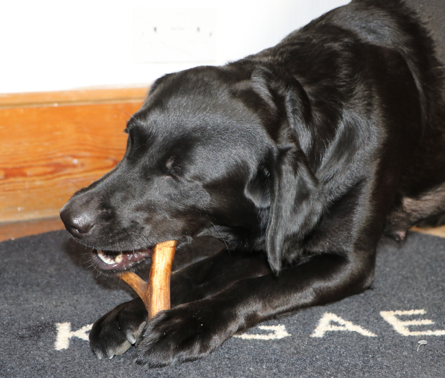 Natural Deer Antler Dog Chew