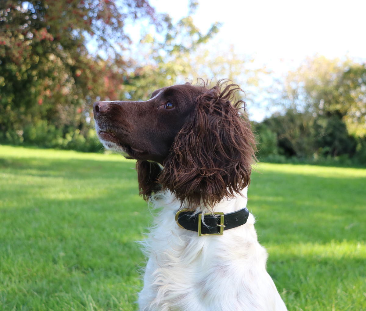 Kugae Luxury Leather Dog Collar – Large