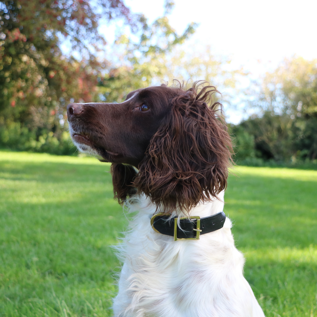 Kugae Luxury Leather Dog Collar – Small