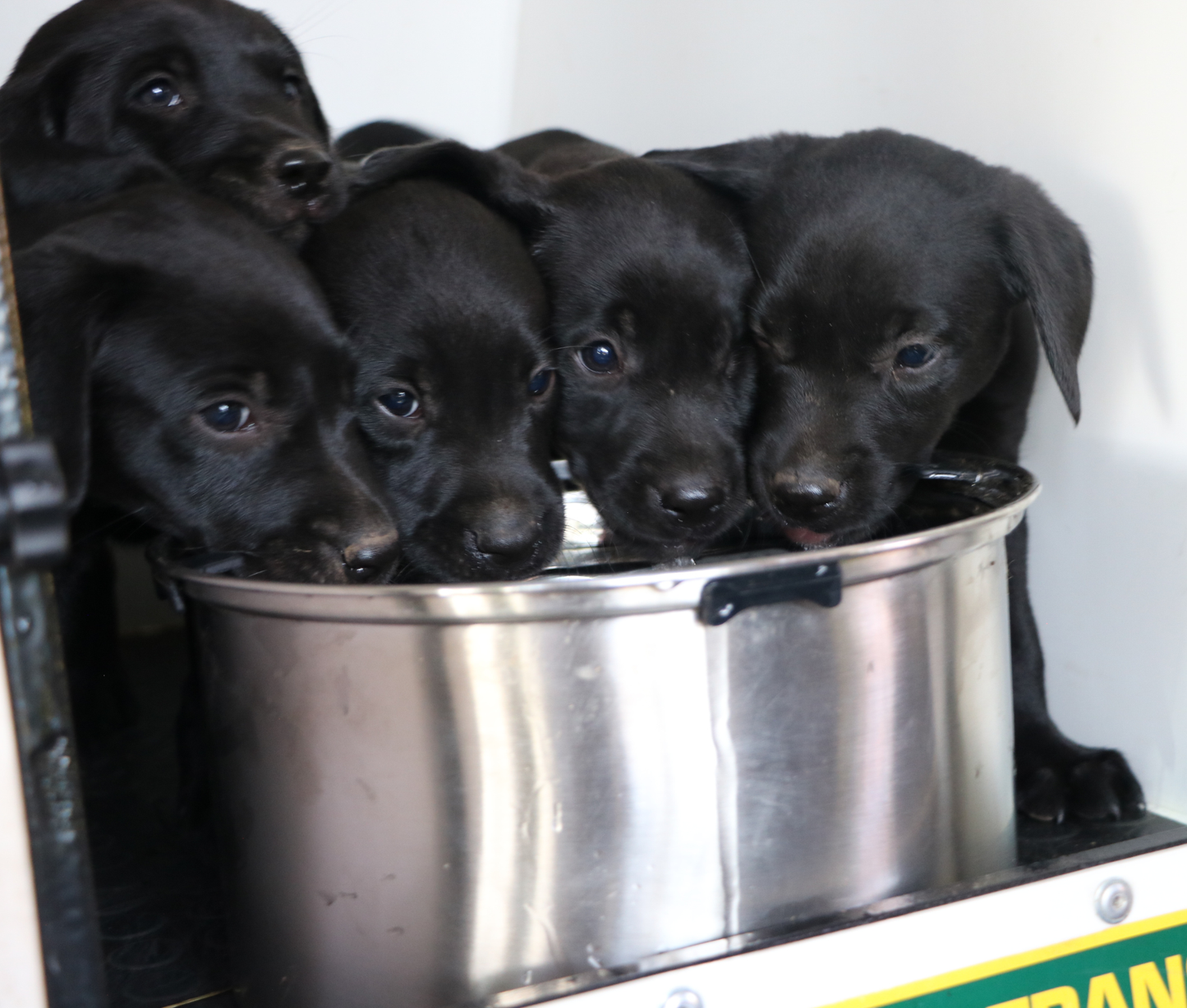 Kugae None Spill Water Bowl